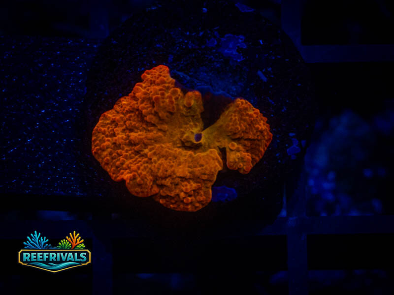 TG Jawbreaker Mushroom coral image | ReefRivals TG Jawbreaker Mushroom coral image from ReefRivals, listed as Discosoma spp. and Mushrooms