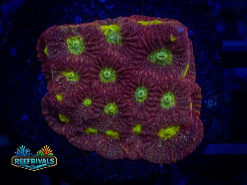 WWC Lemon Lime Favia coral image | ReefRivals WWC Lemon Lime Favia coral image from ReefRivals, listed as Favia sp. and Favias
