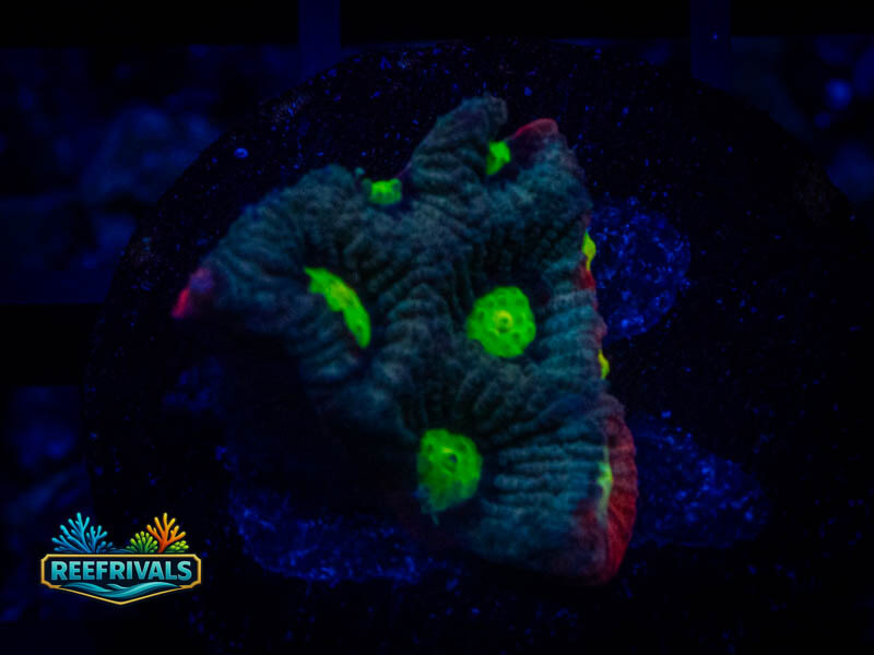 RVL Green Eyed Favia coral image | ReefRivals RVL Green Eyed Favia coral image from ReefRivals, listed as Favia sp. and Favias