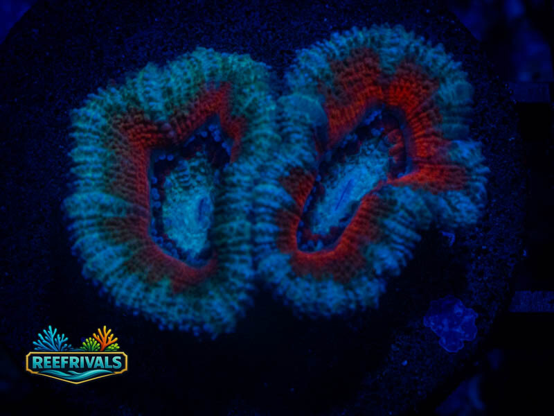 KS Fire and Ice Acan coral image | ReefRivals KS Fire and Ice Acan coral image from ReefRivals, listed as Micromussa sp. and Acans