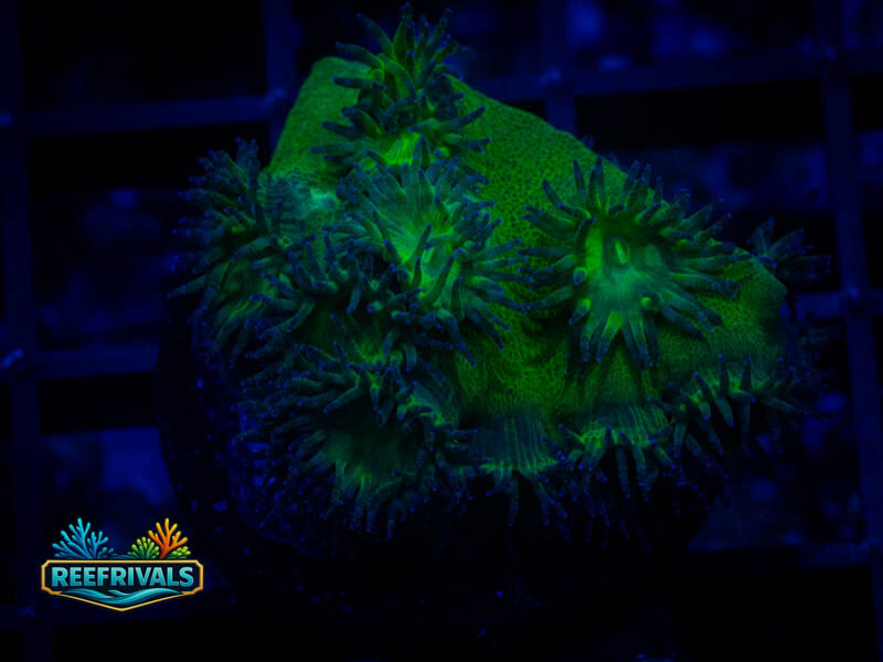 TSA Neon Green Branching Hydnophona coral image | ReefRivals TSA Neon Green Branching Hydnophona coral image from ReefRivals, listed as Hydnophora sp. and SPS Branching