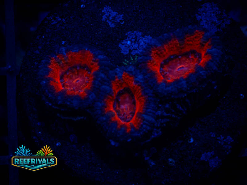 RVL Spidey Sense Acan coral image | ReefRivals RVL Spidey Sense Acan coral image from ReefRivals, listed as Micromussa sp. and Acans