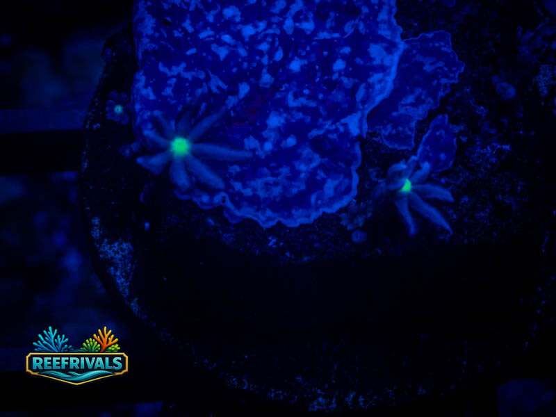 TSA Daisy Clove Polyps coral image | ReefRivals TSA Daisy Clove Polyps coral image from ReefRivals, listed as Clavularia sp. and Soft Coral