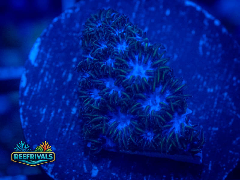 VA Blue Steel Leptastrea coral image | ReefRivals VA Blue Steel Leptastrea coral image from ReefRivals, listed as Leptastrea sp. and Encrusting