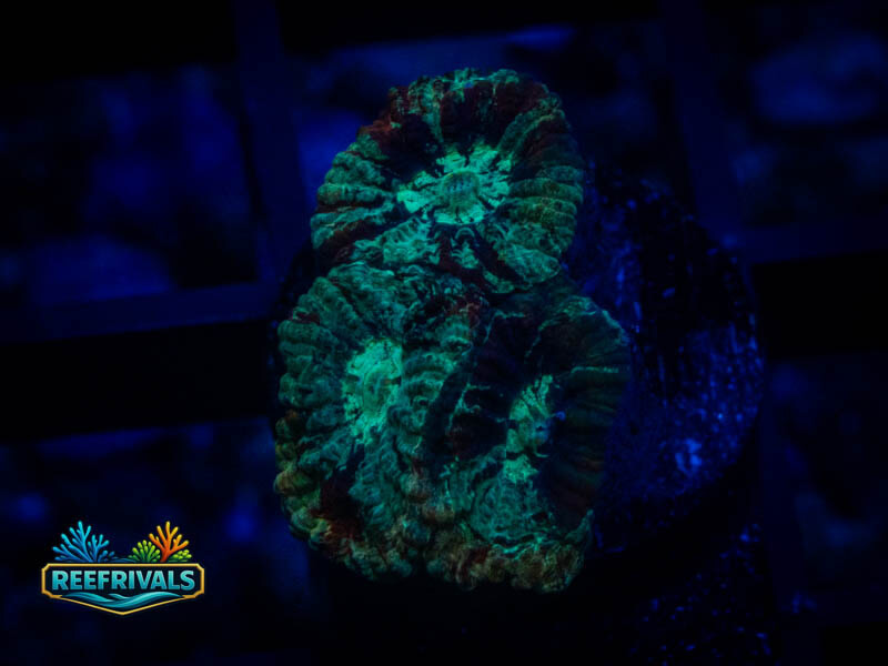 RVL Lava Rim Favia coral image | ReefRivals RVL Lava Rim Favia coral image from ReefRivals, listed as Favia sp. and Favias