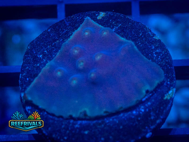 TSA LA Lakers Scroll coral image | ReefRivals TSA LA Lakers Scroll coral image from ReefRivals, listed as Turbinaria sp. and SPS Plating