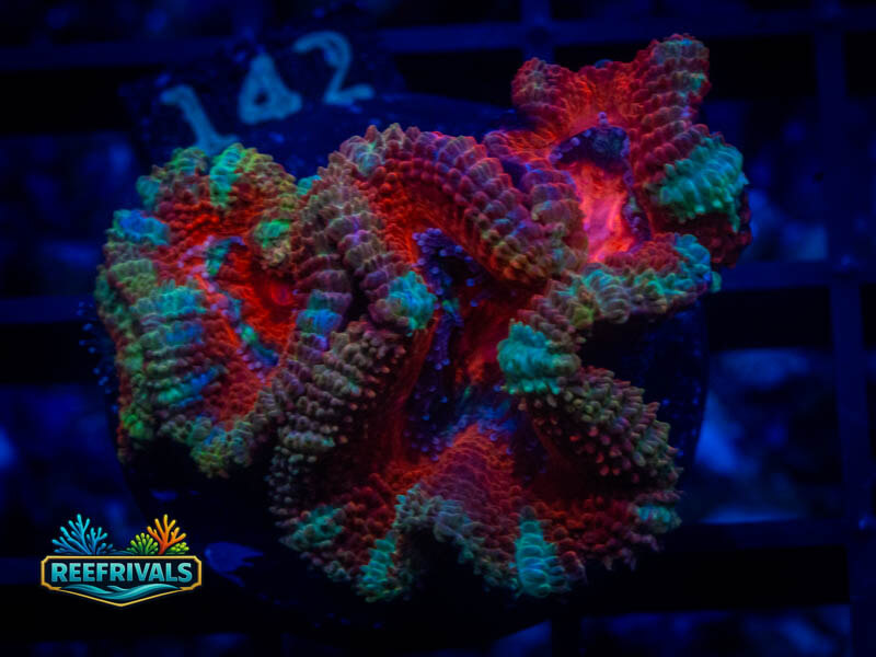 RVL Blue Striped Acan coral image | ReefRivals RVL Blue Striped Acan coral image from ReefRivals, listed as Micromussa sp. and Acans
