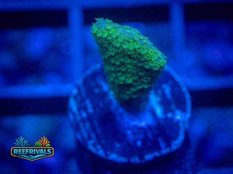 TSA Green Slimer Stag Acropora coral image | ReefRivals TSA Green Slimer Stag Acropora coral image from ReefRivals, listed as Acropora sp. and SPS Plating