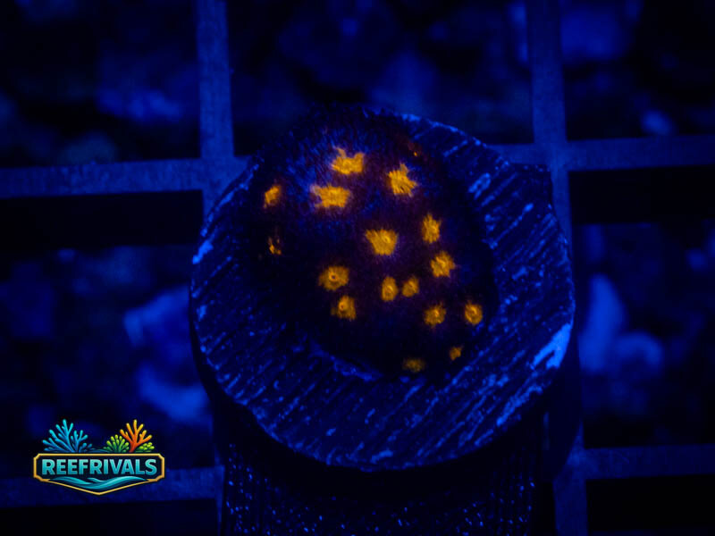 JF Outerspace Psammocora coral image | ReefRivals JF Outerspace Psammocora coral image from ReefRivals, listed as Psammocora sp. and Soft Coral