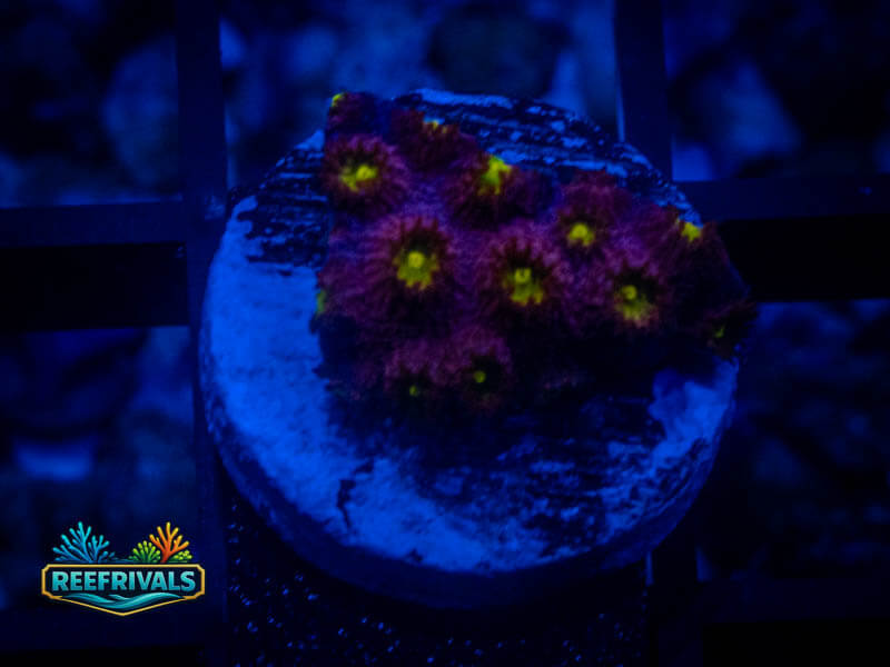 CB Bling Bling Cyphastrea coral image | ReefRivals CB Bling Bling Cyphastrea coral image from ReefRivals, listed as Cyphastrea sp. and Encrusting