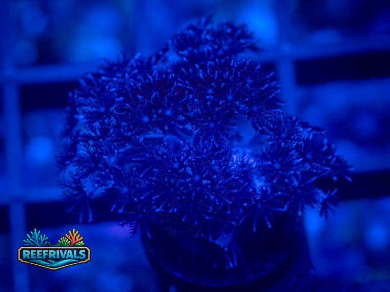 RVL Blueberry Pipe Organ coral image | ReefRivals RVL Blueberry Pipe Organ coral image from ReefRivals, listed as Tubipora musica and Soft Coral