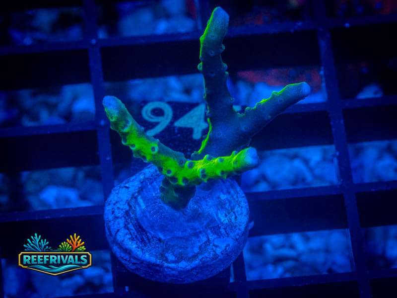 ARC Green Goblin Acropora coral image | ReefRivals ARC Green Goblin Acropora coral image from ReefRivals, listed as Acropora sp. and Acros