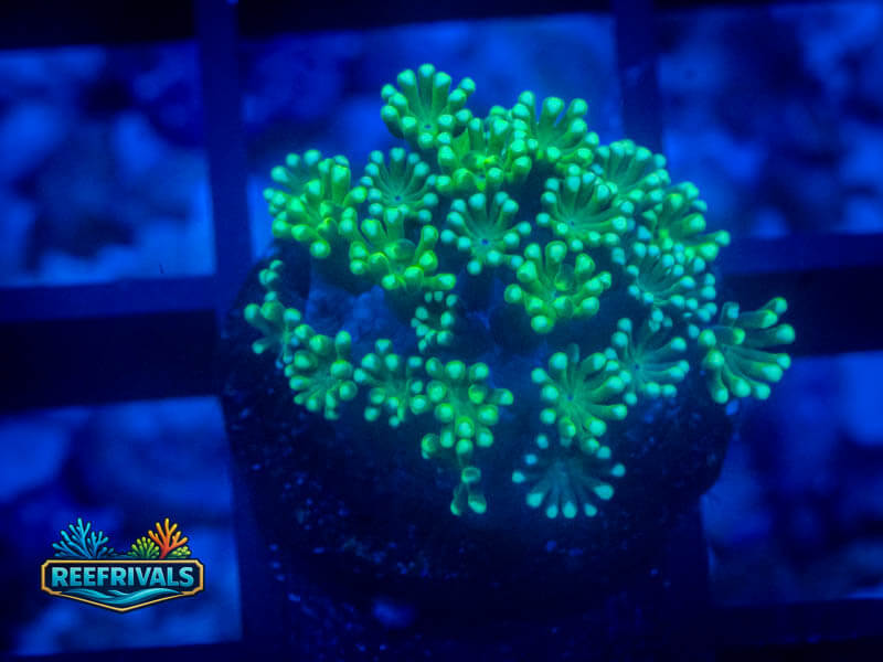 CA Aussie Spearmint Alveopora coral image from ReefRivals, listed as Alveopora sp. and LPS Fleshy