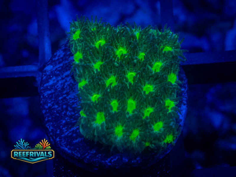 TSA Jade Leptastrea coral image | ReefRivals TSA Jade Leptastrea coral image from ReefRivals, listed as Leptastrea sp. and Encrusting