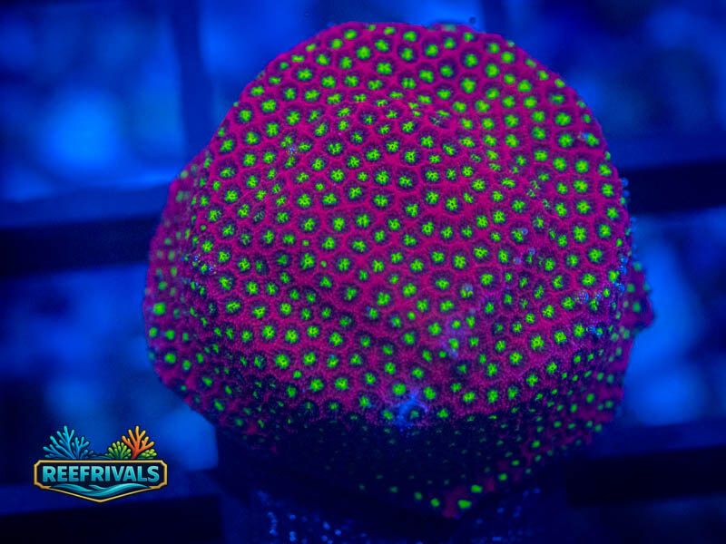 WWC Electric Daisy Stylo coral image | ReefRivals WWC Electric Daisy Stylo coral image from ReefRivals, listed as Stylocoeniella spp. and Encrusting