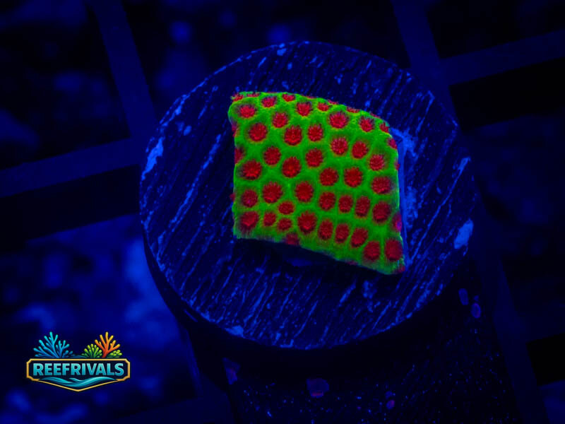 WWC The Grinchy Porites coral image | ReefRivals WWC The Grinchy Porites coral image from ReefRivals, listed as Porites sp. and SPS Branching