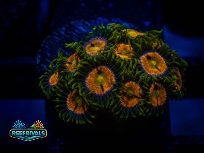 TG Jupiter Zoa (Mini Colony) coral image | ReefRivals TG Jupiter Zoa (Mini Colony) coral image from ReefRivals, listed as Zoanthus sp. and Zoas