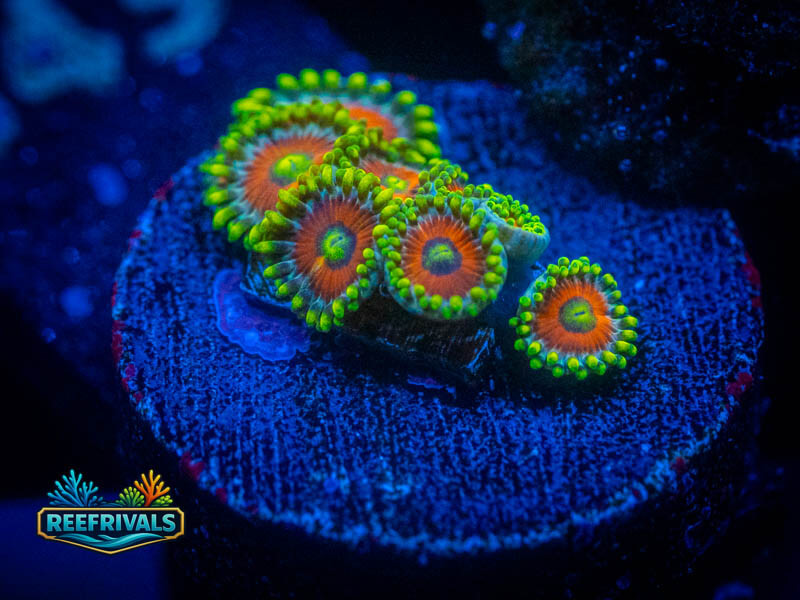 WWC Whammin Watermelon Zoa coral image | ReefRivals WWC Whammin Watermelon Zoa coral image from ReefRivals, listed as Zoanthus sp. and Zoas