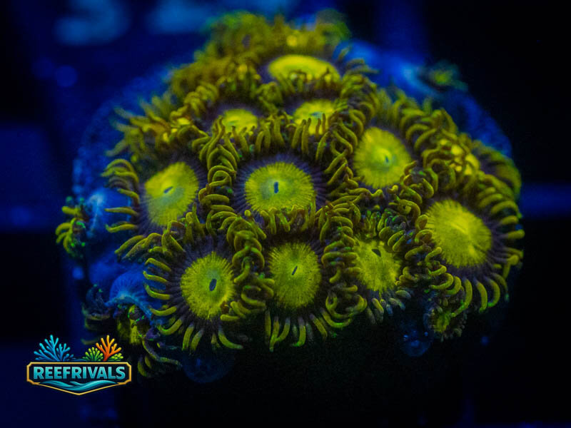 WWC King Midas Zoa (Mini Colony) coral image | ReefRivals WWC King Midas Zoa (Mini Colony) coral image from ReefRivals, listed as Zoanthus sp. and Zoas