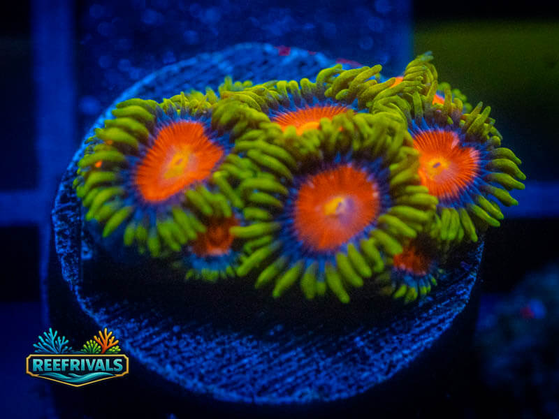 ECC Yellow Brick Zoa coral image from ReefRivals, listed as Zoanthus sp. and Zoas