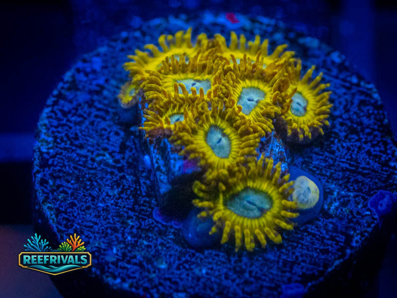 RS Pikachu Zoa coral image | ReefRivals RS Pikachu Zoa coral image from ReefRivals, listed as Zoanthus sp. and Zoas