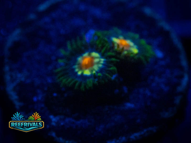 ECC Daisy Cutters Zoa coral image | ReefRivals ECC Daisy Cutters Zoa coral image from ReefRivals, listed as Zoanthus sp. and Zoas