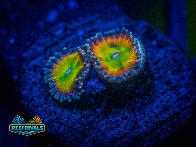 WWC Space Juice Zoa coral image from ReefRivals, listed as Zoanthus sp. and Zoas