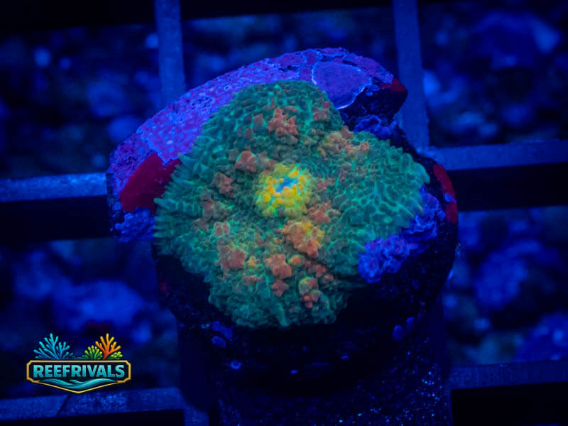 TG Orange Julius Mushroom coral image from ReefRivals, listed as Rhodactis spp. and Mushrooms