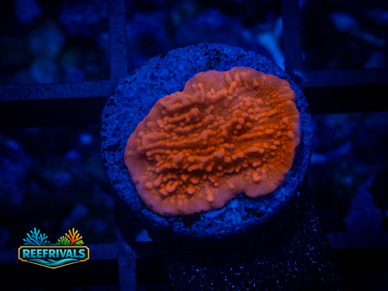 RVL Red Cap Monti coral image from ReefRivals, listed as Montipora sp. and Montis