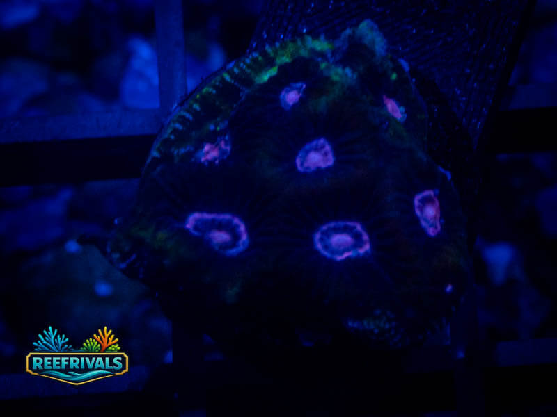 RVL Prince Favia coral image from ReefRivals, listed as Favia sp. and Soft Coral