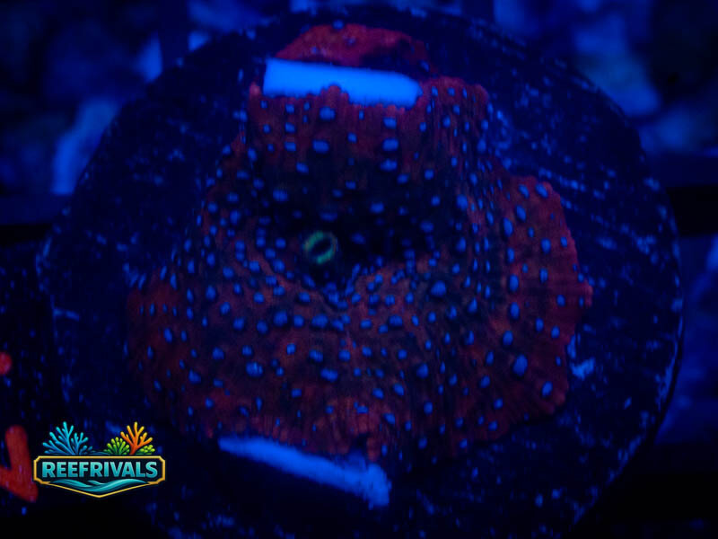 RVL Clark Kent Mushroom WYSIWYG coral image | ReefRivals RVL Clark Kent Mushroom coral image from ReefRivals, listed as Discosoma spp. and Mushrooms