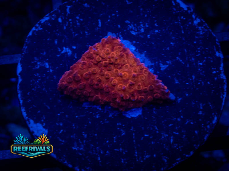QCC Molten Red Cyphastrea WYSIWYG coral image | ReefRivals QCC Molten Red Cyphastrea coral image from ReefRivals, listed as Cyphastrea sp. and Encrusting