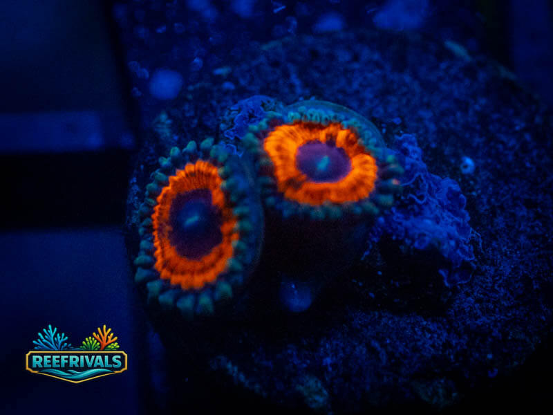 TG Devil's Armor Zoa coral image from ReefRivals, listed as Zoanthus sp. and Zoas