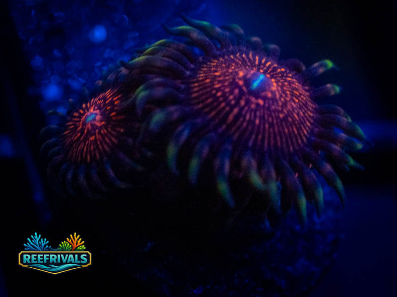 ARC Nightcrawler Zoa coral image from ReefRivals, listed as Zoanthus sp. and Zoas