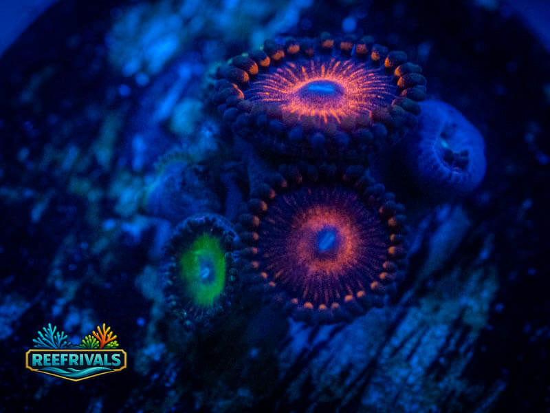 God of War Combo Zoa WYSIWYG coral image | ReefRivals God of War Combo Zoa coral image from ReefRivals, listed as Zoanthus sp. and Zoas