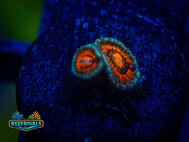 QCC Everlasting Gobstopper Zoa coral image from ReefRivals, listed as Zoanthus sp. and Zoas