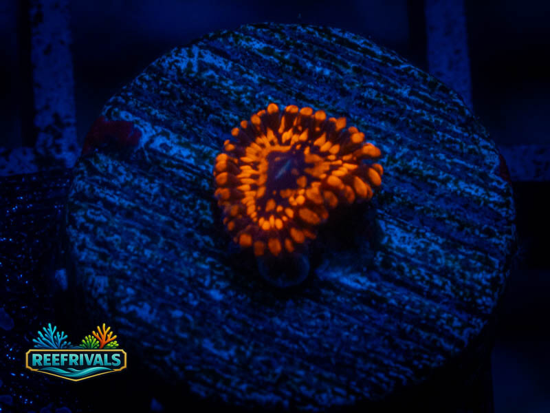 TG Utter Chaos Zoa coral image from ReefRivals, listed as Zoanthus sp. and Zoas
