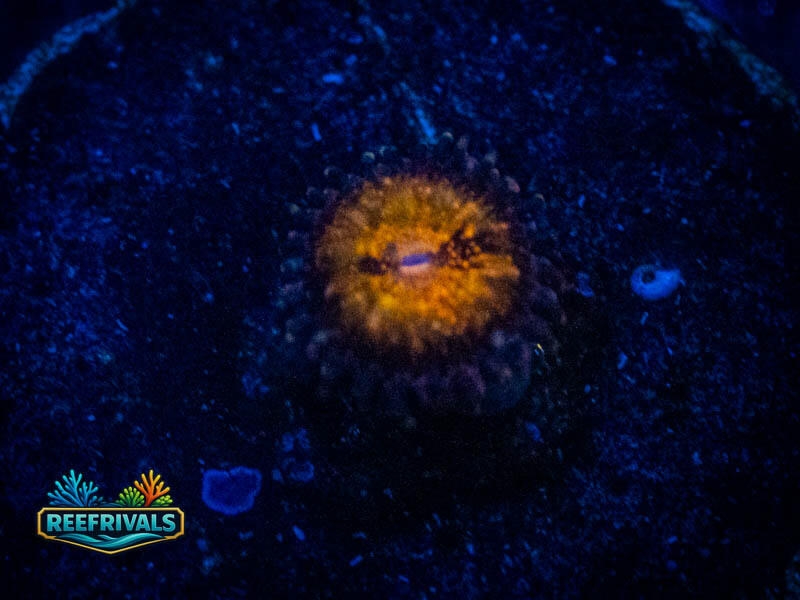 TSA Pandora Zoa coral image from ReefRivals, listed as Zoanthus sp. and Zoas