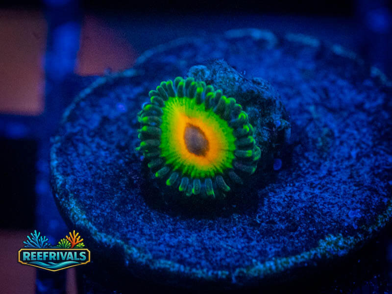 TG Rasta Zoa coral image from ReefRivals, listed as Zoanthus sp. and Zoas