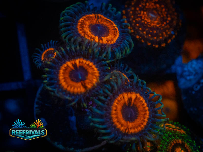 TSA Devil's Armor Zoa (Mini Colony) coral image from ReefRivals, listed as Zoanthus sp. and Zoas