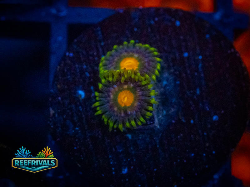TSA Green Bay Packers Zoa coral image from ReefRivals, listed as Zoanthus sp. and Zoas