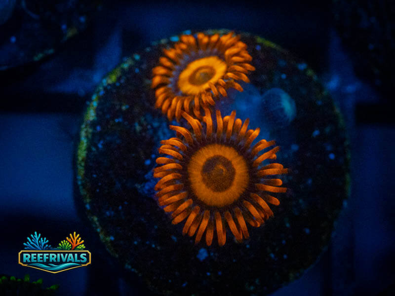 ECC Orange Oxide Zoa coral image from ReefRivals, listed as Zoanthus sp. and Zoas