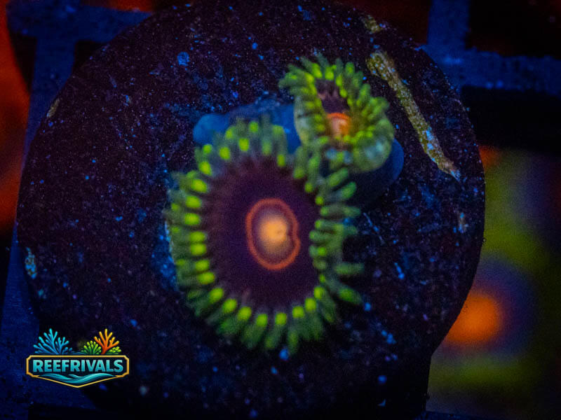CB Jawbreaker Zoa coral image from ReefRivals, listed as Zoanthus sp. and Zoas