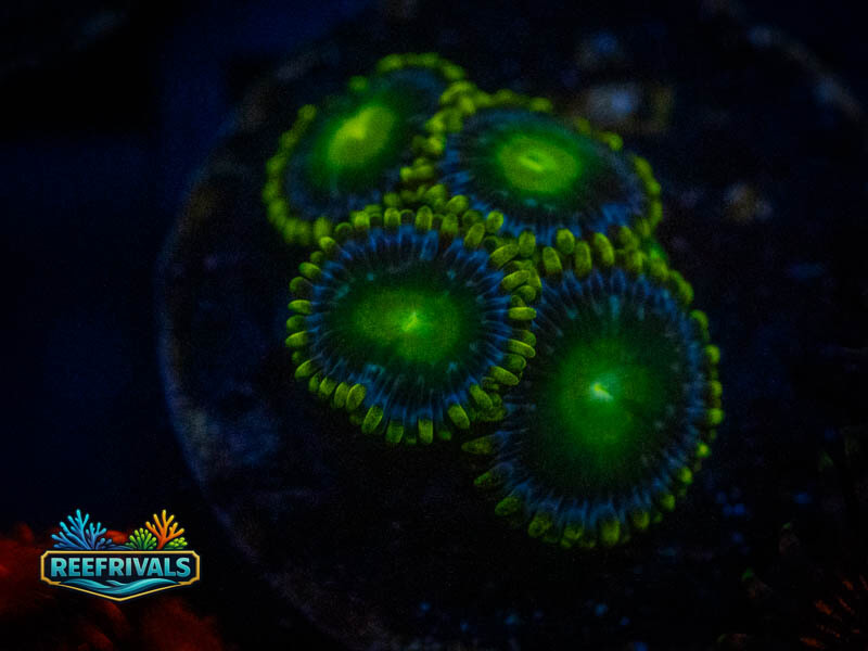 TG Radioactive Dragon Eye Zoa coral image from ReefRivals, listed as Zoanthus sp. and Zoas