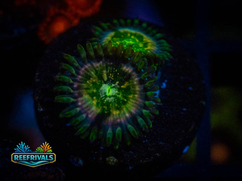 WWc Hawaiian Ding Dang Zoa coral image from ReefRivals, listed as Zoanthus sp. and Zoas