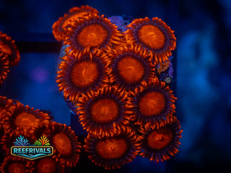 TSA Bam Bam Zoa (Mini Colony) coral image from ReefRivals, listed as Zoanthus sp. and Zoas