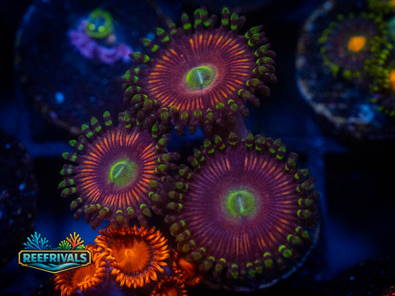TG Candy Apple Green Zoa coral image from ReefRivals, listed as Zoanthus sp. and Zoas