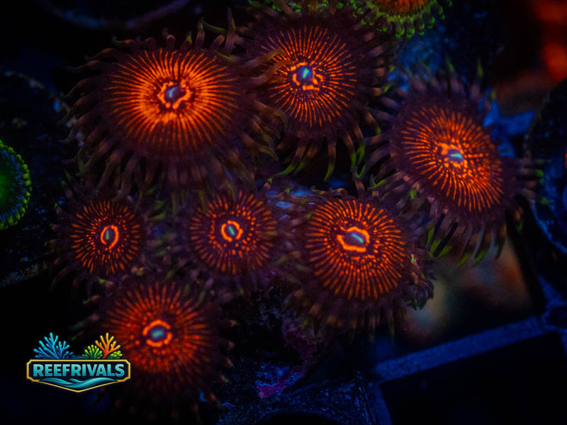TSA God of War Zoa (Mini Colony) coral image from ReefRivals, listed as Zoanthus sp. and Zoas