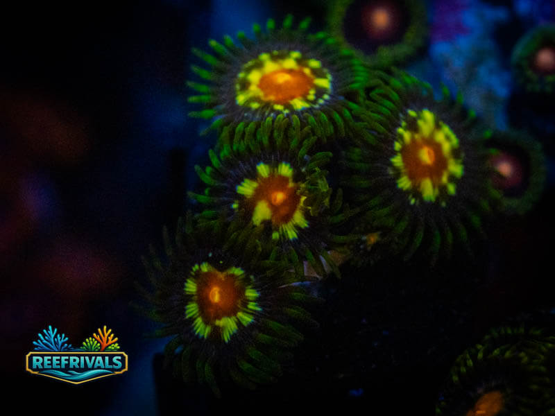 ECC Daisy Cutter Zoa WYSIWYG coral image | ReefRivals ECC Daisy Cutter Zoa coral image from ReefRivals, listed as Zoanthus sp. and Zoas