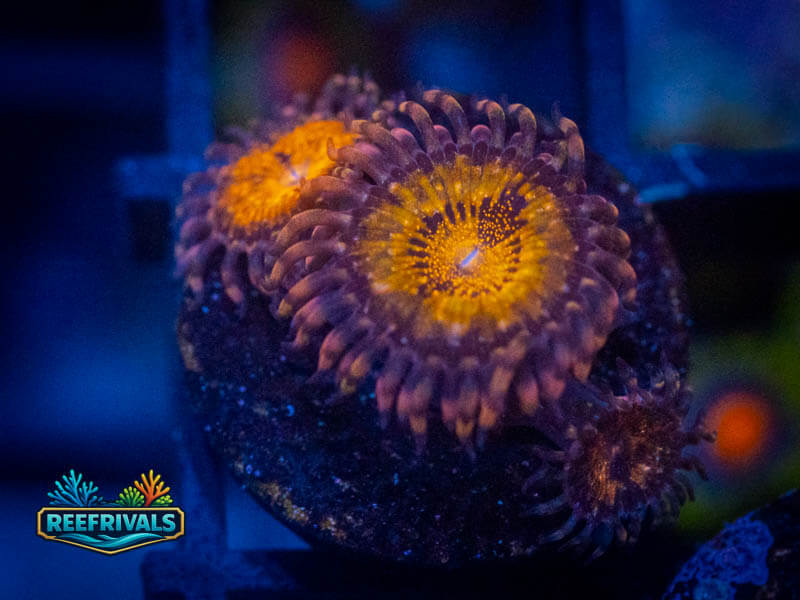 TSA Pandora Zoa coral image from ReefRivals, listed as Zoanthus sp. and Zoas